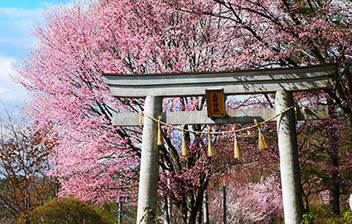 鳥居の後ろにピンク色の桜が満開に咲いている写真