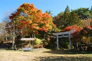 鳥居の後ろには赤く色づいた木、右には木々が黄色や赤色に染まった紅葉の写真