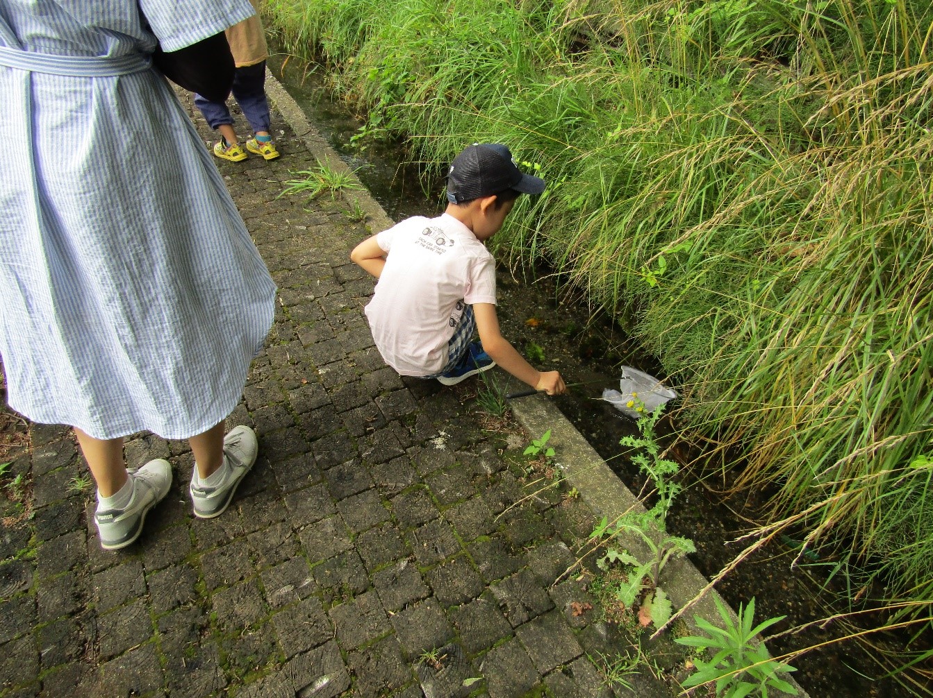 水辺で生き物を探す男の子