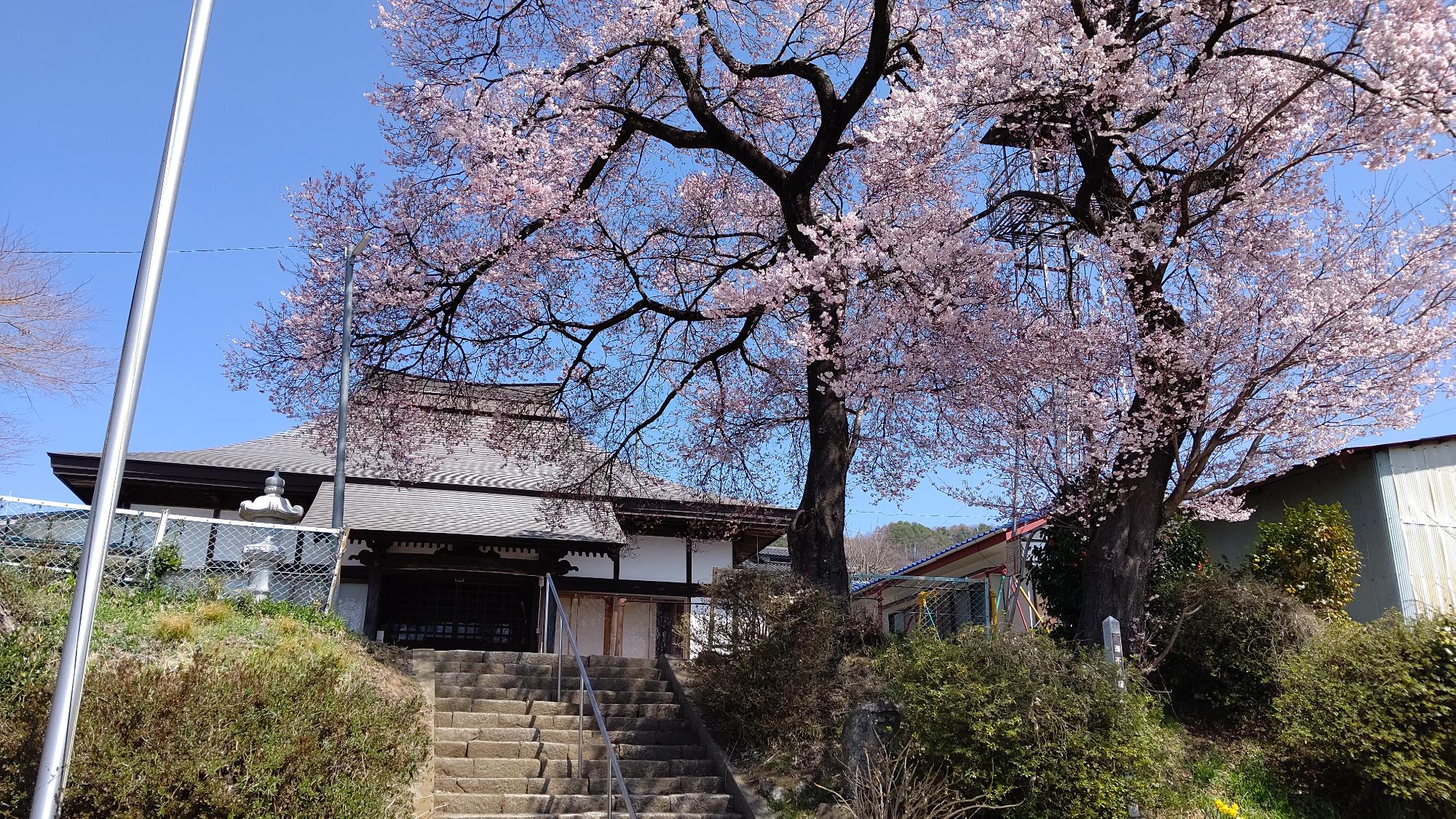 桜咲く不動堂。階段を上るとお堂がある