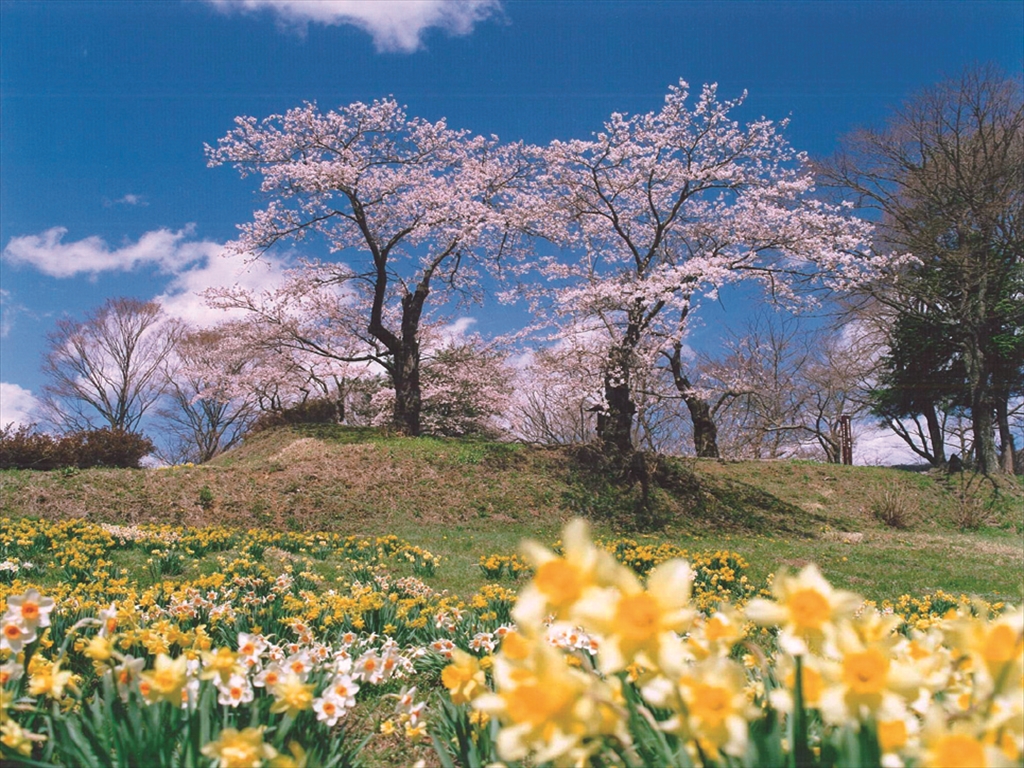 主郭には桜が咲き、一段下がった郭には白や黄色のスイセンが一面に咲き乱れる