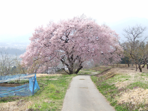 細い通路の左側の畑の中に立つ、淡いピンク色の花が咲いた大きなヒガンザクラの木の写真