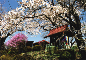 白色の花が咲き誇る桜の木の傍に立つ赤色の屋根の祠の十沢地蔵尊の写真
