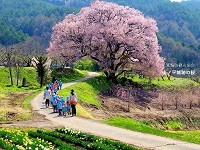 波打っている小道を歩いている園児と先生たちと、中央に1本の桜が満開に咲いている写真