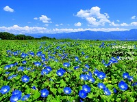 青空の下、畑に沢山の青色の朝顔が咲いている写真