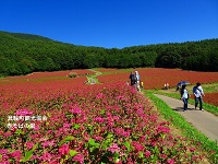 赤そばの花が花畑いっぱいに咲いている中、真ん中にある小道を散歩する人たちの写真