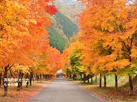 薄く紅葉したもみじが両脇に並んでいる街道を、奥のほうで並んで歩いている二人の写真