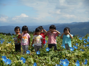上古田保育園：青いアサガオ　ヘブンリーブルーの花が咲いたよ