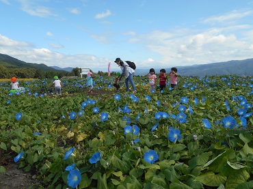 上古田保育園：青いアサガオ　ヘブンリーブルーの花が咲いたよ