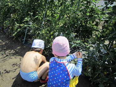 松島保育園：年少　野菜の収穫