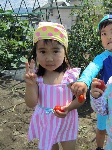 松島保育園：年少　野菜の収穫