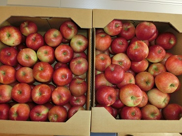 東みのわ保育園：りんごの丸かじり
