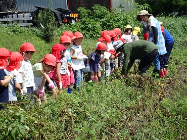 上古田保育園：ジャガイモ収穫