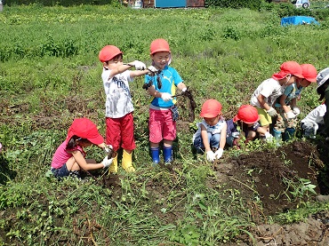 上古田保育園：ジャガイモ収穫
