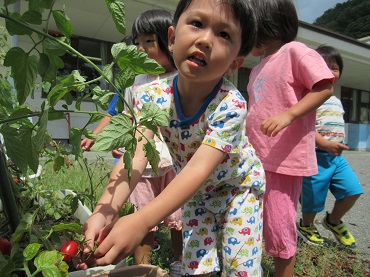 三日町保育園：トマトの収穫（年少ばら組）プランター栽培