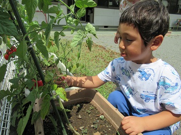 三日町保育園：トマトの収穫（年少ばら組）プランター栽培