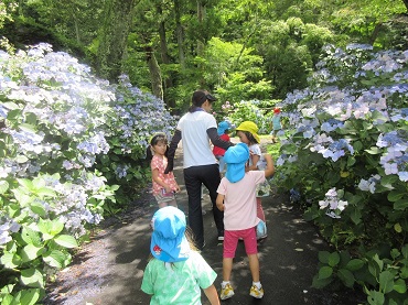 東みのわ保育園：アジサイのお花見散歩