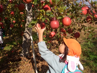 松島保育園年長児：りんご狩り