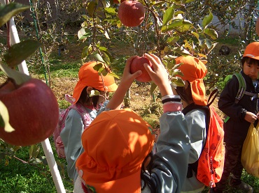 松島保育園年長児：りんご狩り
