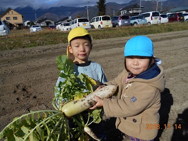松島保育園：大根の収穫（2歳～年長）