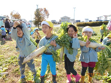 松島保育園：大根の収穫（2歳～年長）