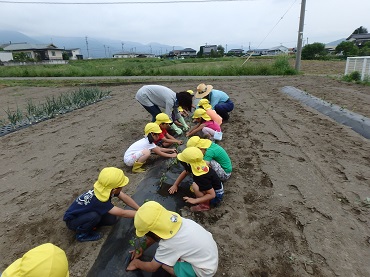松島保育園：年中・年長組さつまいも植え