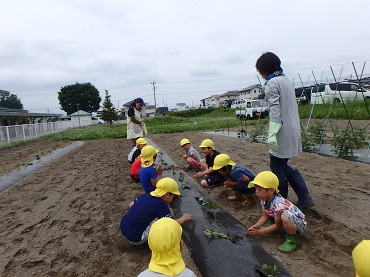 松島保育園：年中・年長組さつまいも植え