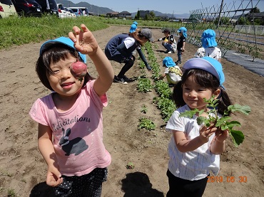 松島保育園：年少組　ラディッシュの収穫