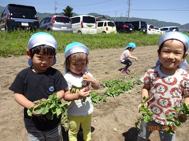 松島保育園：年少組　ラディッシュの収穫