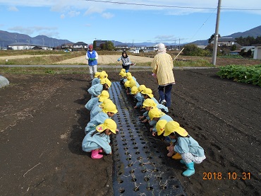 松島保育園：たまねぎの苗植え（年中）4歳児