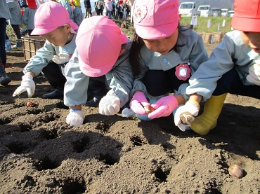 上古田保育園：ちゅうりっぷの球根を植えたよ