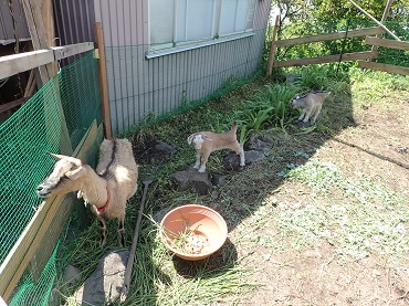 上古田保育園 ：ヤギの赤ちゃんを見たよ！