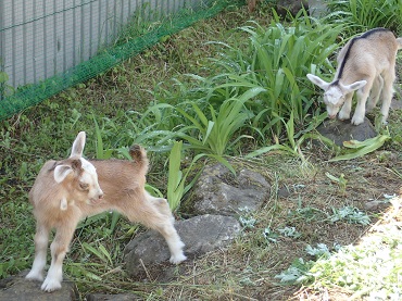 上古田保育園 ：ヤギの赤ちゃんを見たよ！