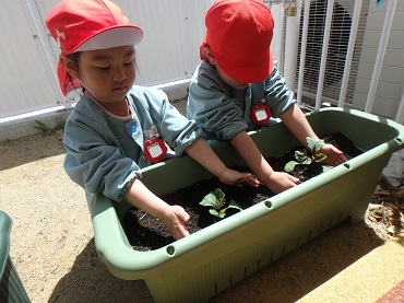 沢保育園：野菜を植えました