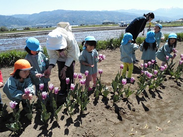 上古田保育園：ちゅーりっぷの花摘みをしたよ♪