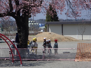 三日町保育園：桜が咲きました
