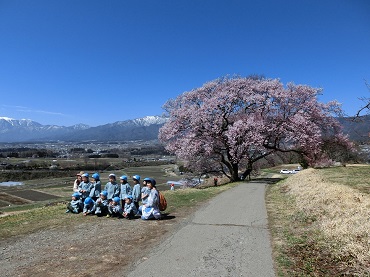 三日町保育園：桜が咲きました