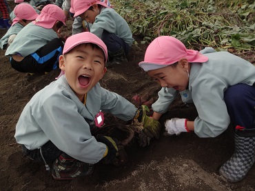 松島保育園：さつまいも堀り（年中・長）4.5歳児