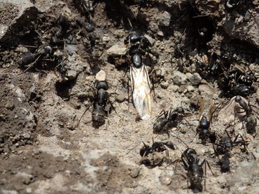 上古田保育園：女王蟻を大量に発見！