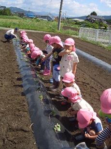 松島保育園：さつまいもの苗植え