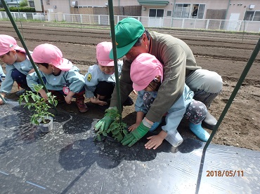 松島保育園：野菜の苗を植えました