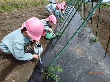 松島保育園：野菜の苗を植えました