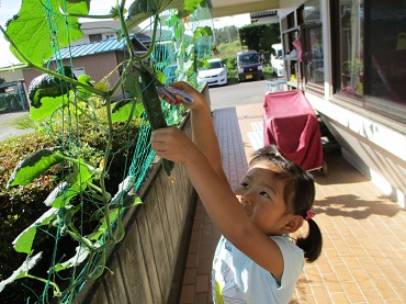 上古田保育園：立派なきゅうり採れました