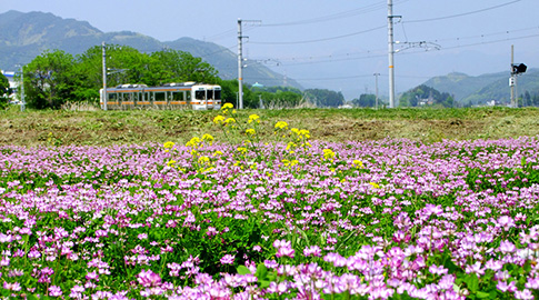 れんげ畑と飯田線ののどかな風景