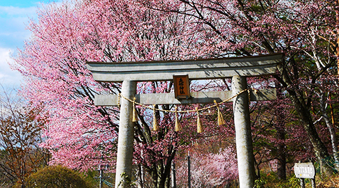 箕輪町で最後に春が訪れる萱野高原の山桜