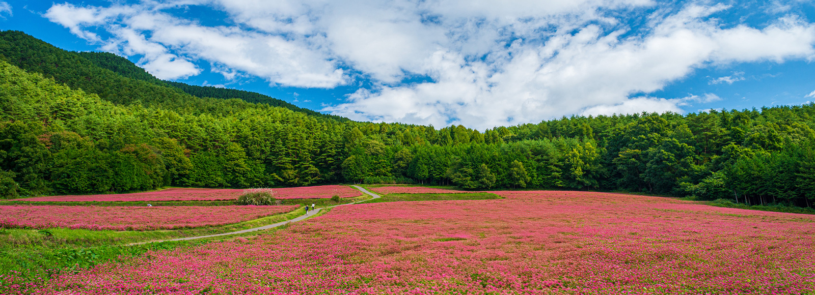 箕輪町赤そばの里の写真 青空の下赤いそばの花が咲いている