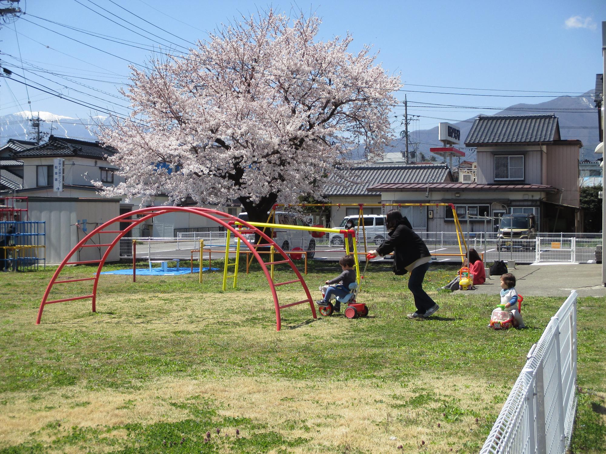 桜満開の庭で子供の三輪車を押すママ