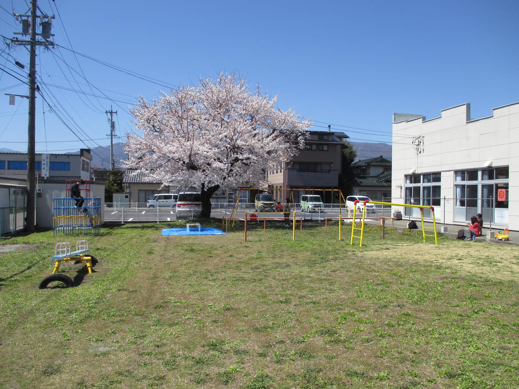 桜満開の下青いシート