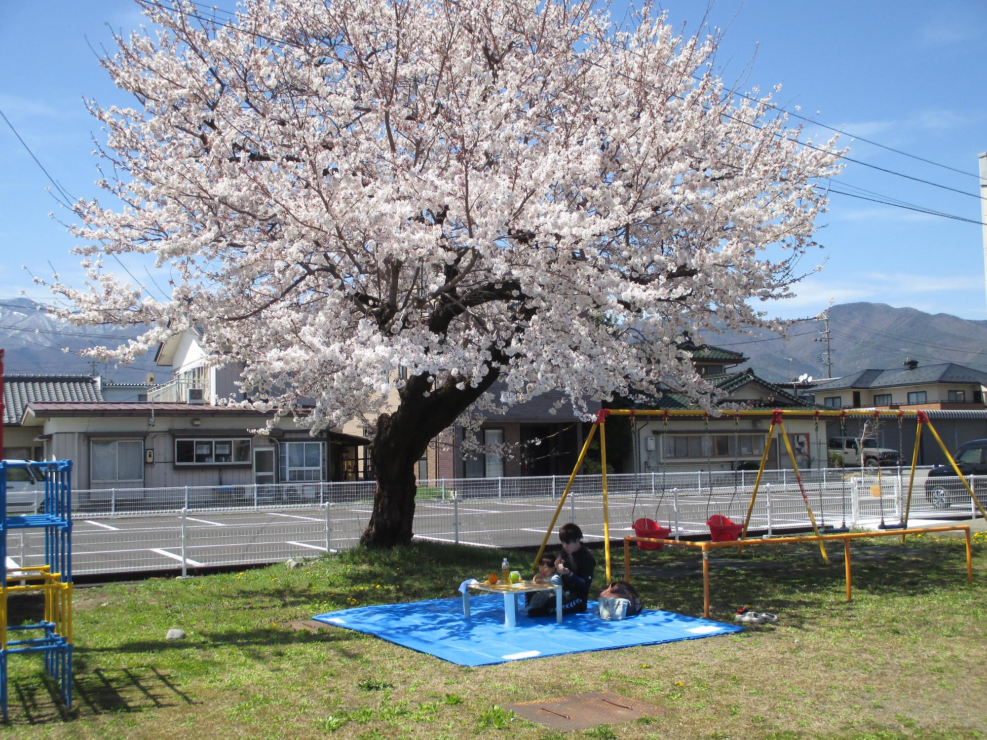 満開の桜の下でランチをとっているパパと子