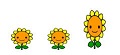 3本のヒマワリのイラスト